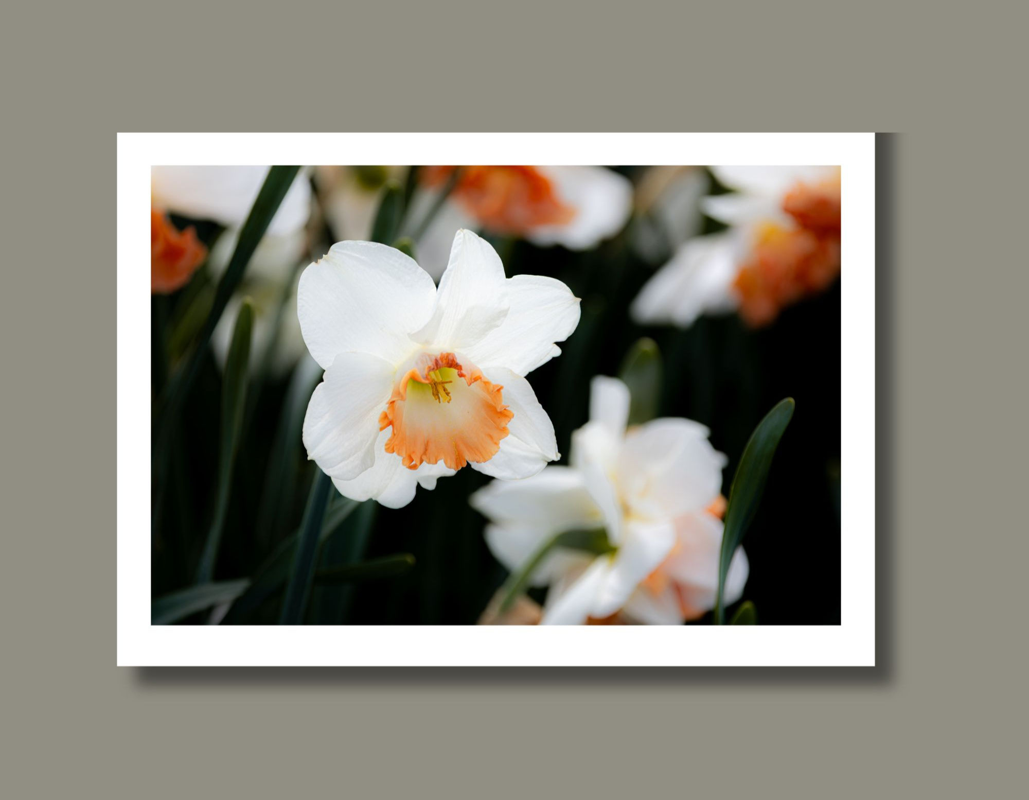 Close up of a Pink Charm Daffodil variety
