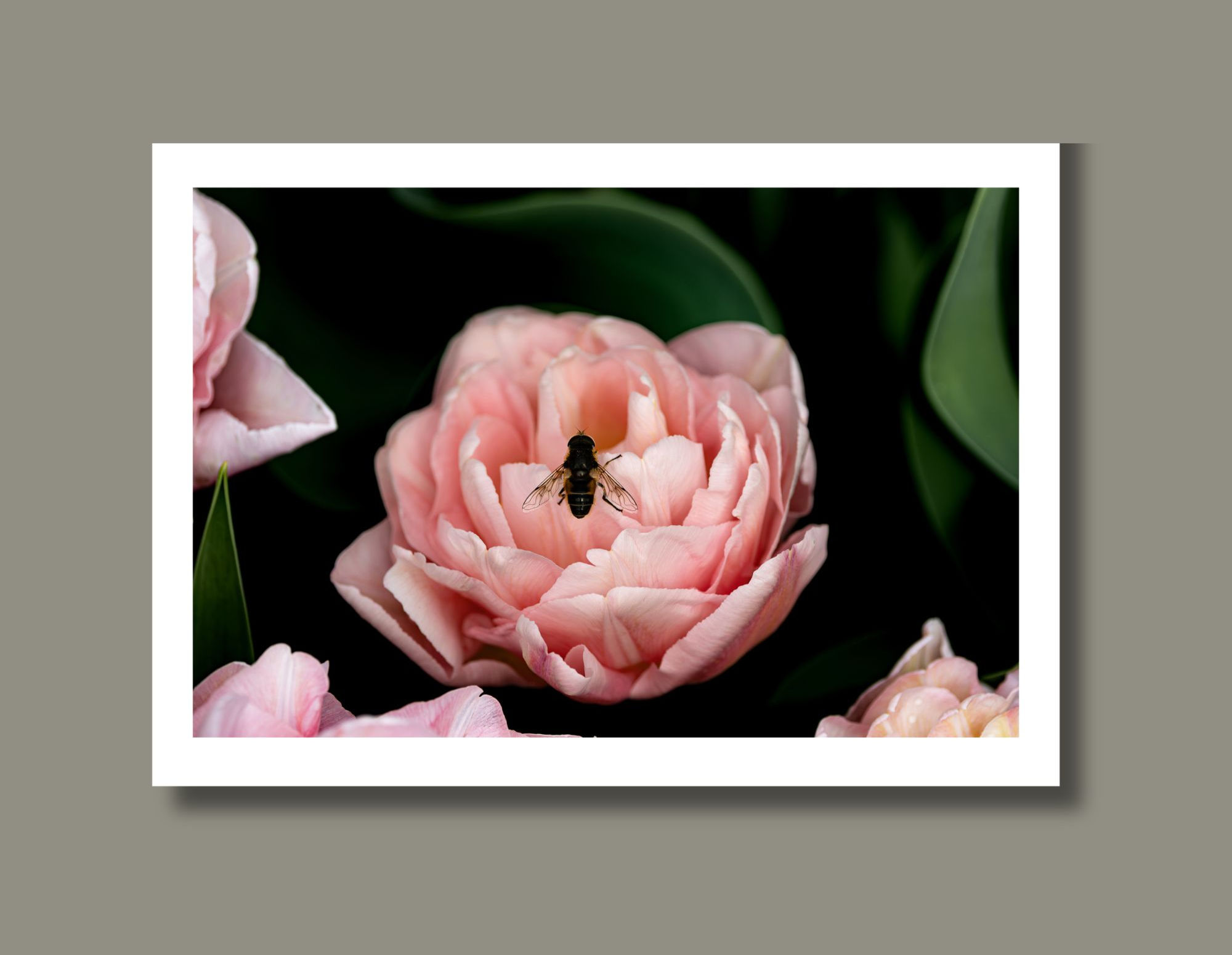 Pink Double Tulip with a close up of a bee resting on the edge of a petal