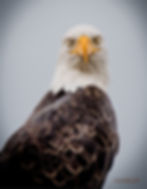 Close up of Bald Eagle head to mid side torso