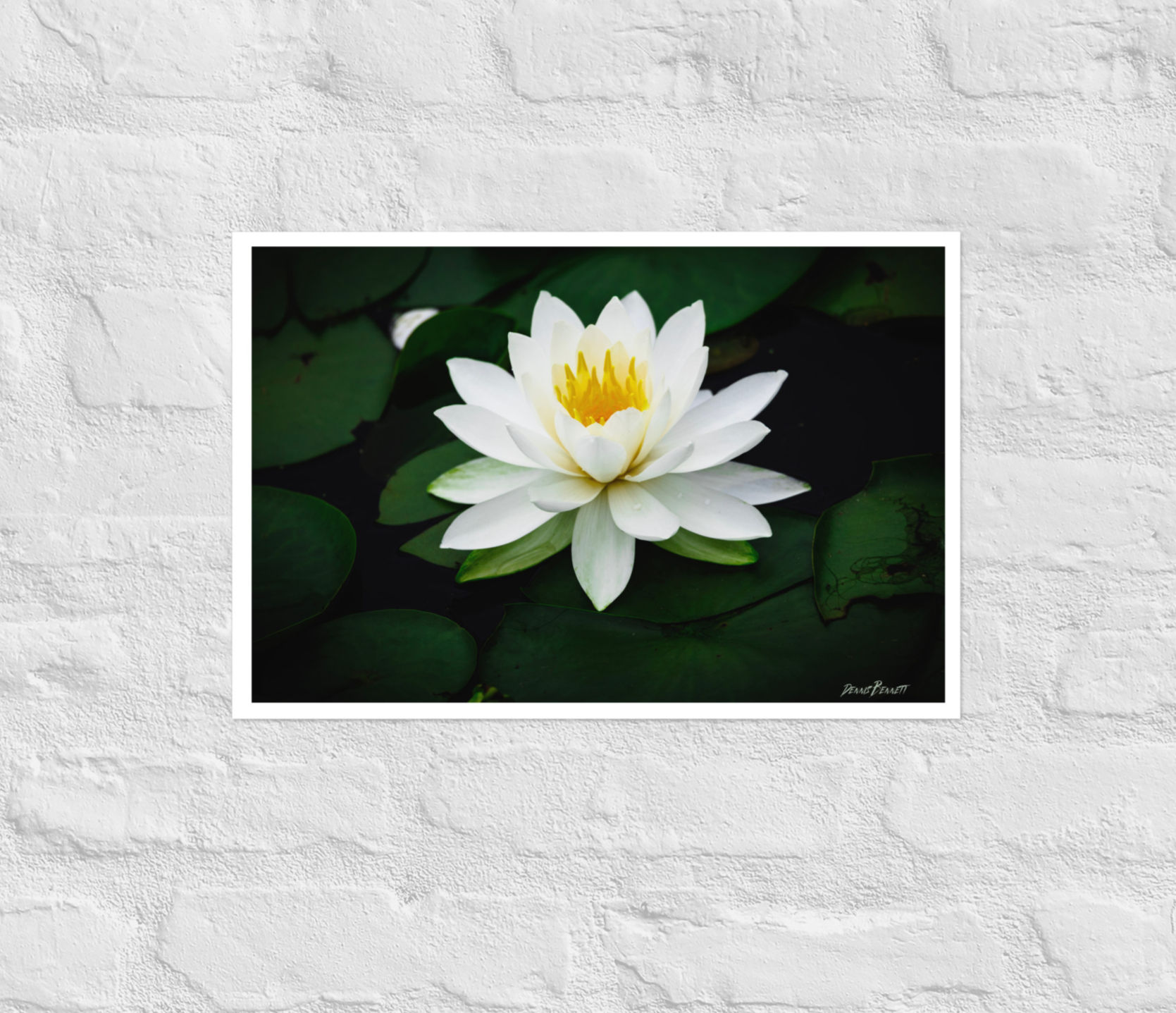 Wall art photo print of a white lotus in a pond.
