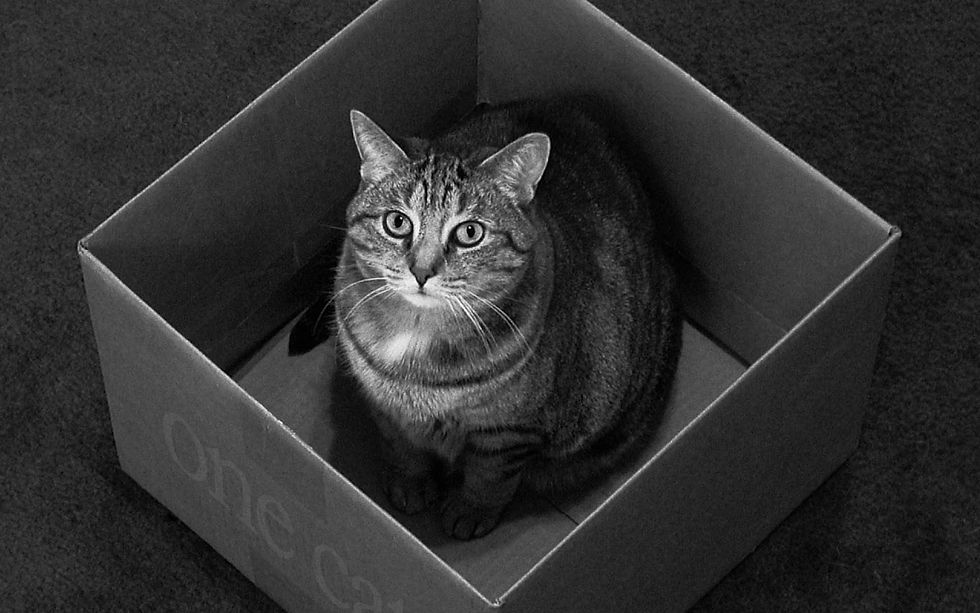 gato na caixa.jpg