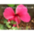 Ancient Blessings Wellness