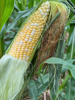 sweet corn on stalk