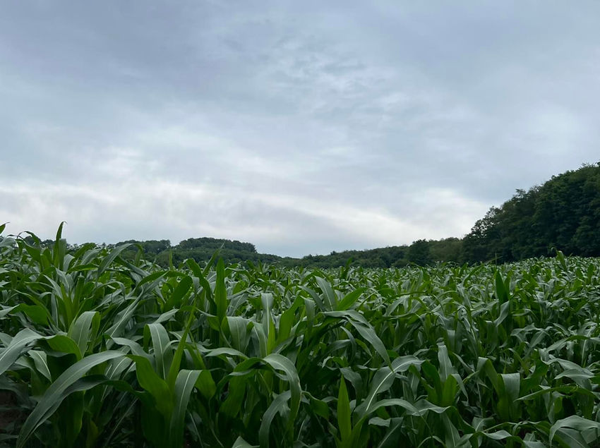 main page header.jpg