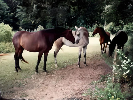 Reference articles to enhance your knowledge of Equine Assisted Learning