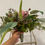 Thumbnail: Australian Natives Bouquet with blush pink protea and rustic green foliage