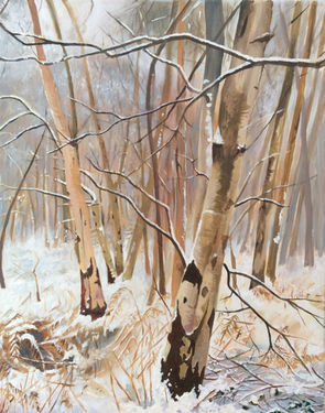 Silver Birches, winter
