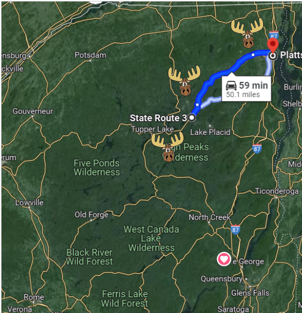 Moose heads shown along route 3 from tupper lake up to plattsburgh.