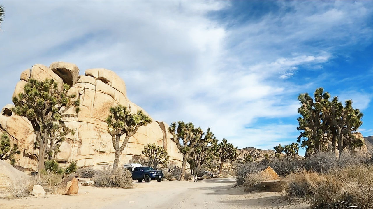 Joshua Trees Everywhere at hidden valley campground 