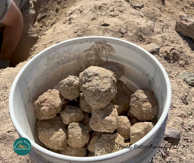 Bucket Of Geodes dug up at Hauser Beds