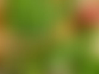 KraftFeld Gemüsekiste #3/2026