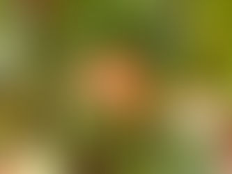 7. KraftFeld Gemüsekiste 2023