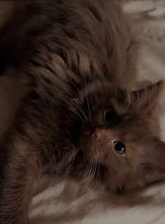 chocolate brown kitty.jpg
