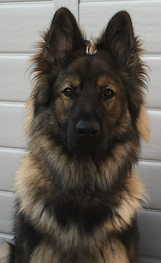 long haired sable german shepherd.jpg