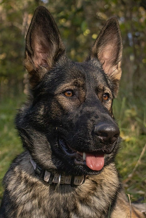 Sable GSD.jpg