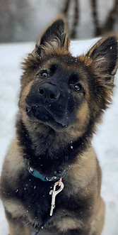 sable german shepherd puppy.jpg