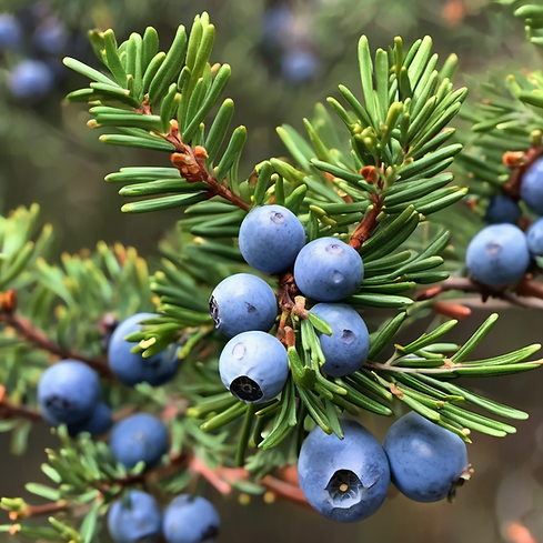 juniper berry.png