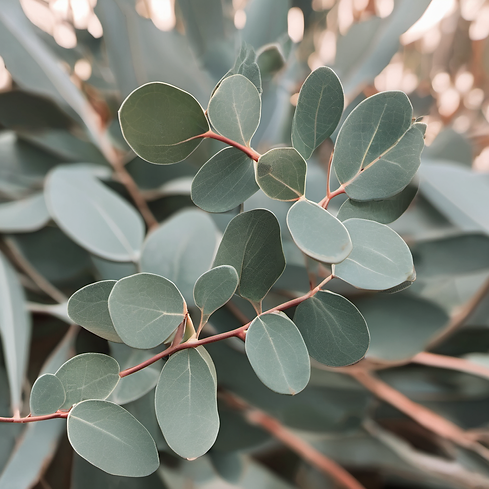 eucalyptus.png