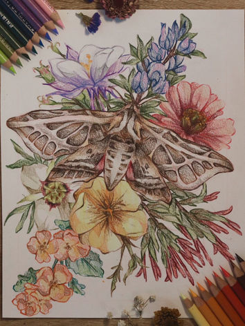White-Line Sphix moth surrounded by colorful flowers by Valentina Payne.JPG