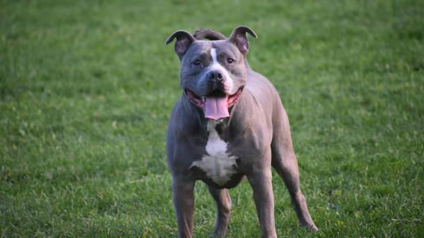 Tres niños fueron atacados por un perro en Bogotá