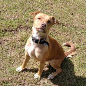 Gran jornada de adopción de perros y gatos en Bogotá