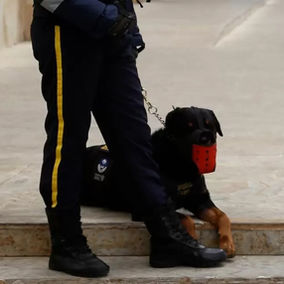 Proyecto busca prohibir a los perros de vigilancia en empresas públicas y privadas