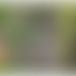 15 perros aparecieron envenenados en Ciudad Bolivar