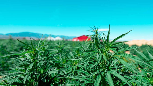 CR-Health-InlineHero-How-to-Shop-for-CBD