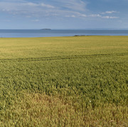 edge of Crail, looking towards may island