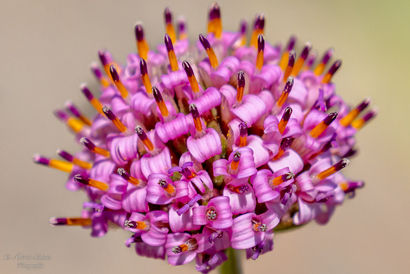 2210 DesiertoFlorido_043.jpg