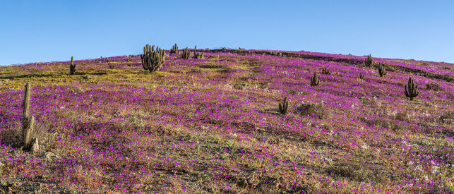 2210 DesiertoFlorido_001.jpg