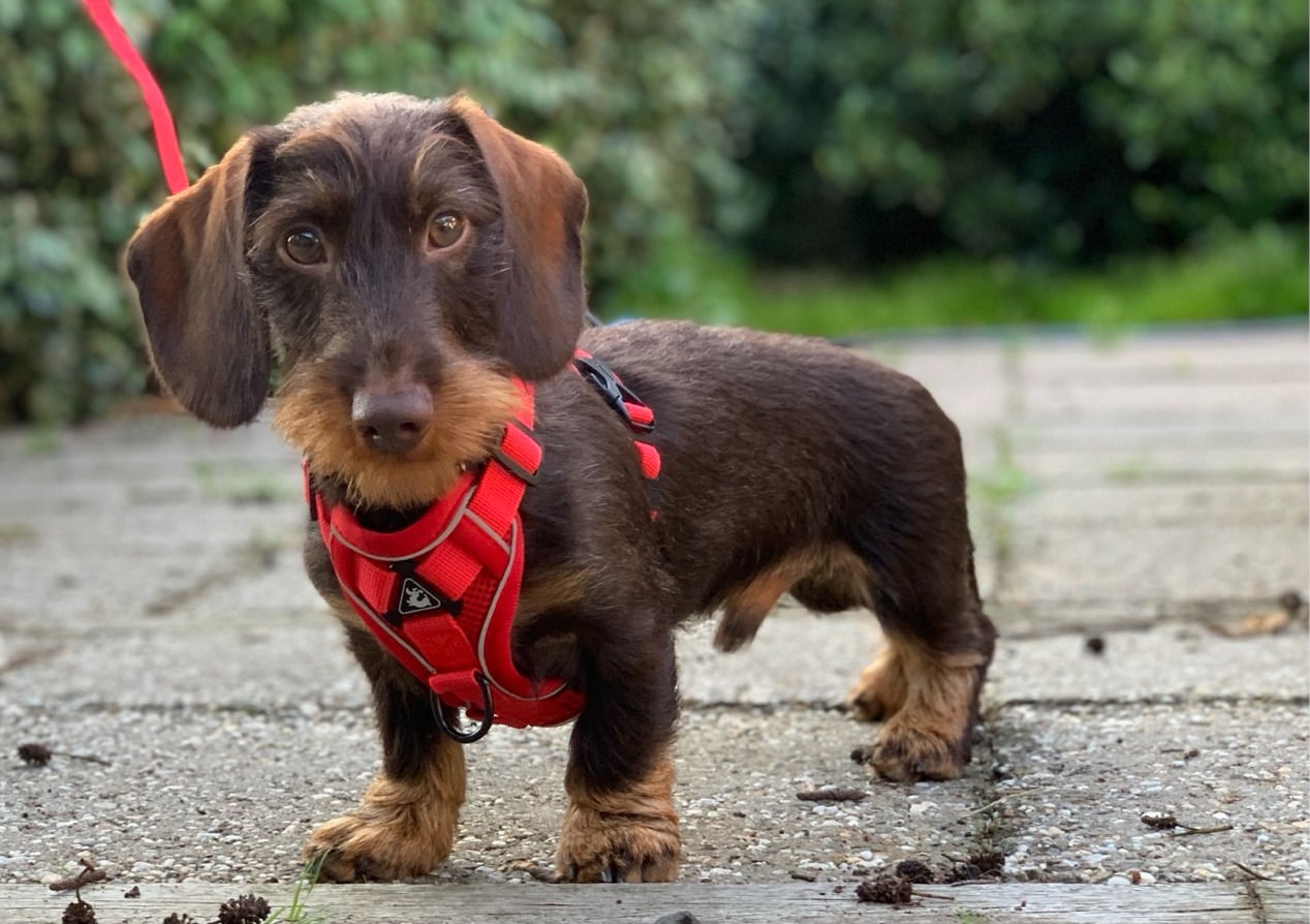Mesh tuig voor kleine honden