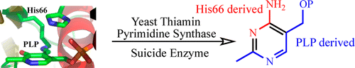 Vitamin B1 biosynthesis