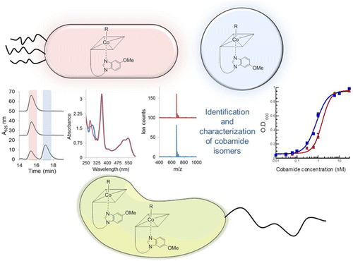 Vitamin B12 biosynthesis, CobT, phosphoribosyltransferase