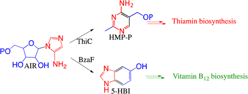 Vitamin B1 biosynthesis, Thiamin, ThiC