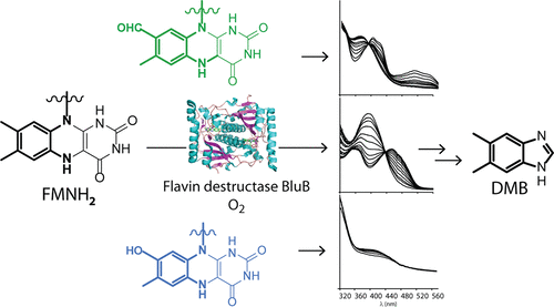 Vitamin B12 biosynthesis, BluB, DMB