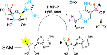 Vitamin B1 biosynthesis