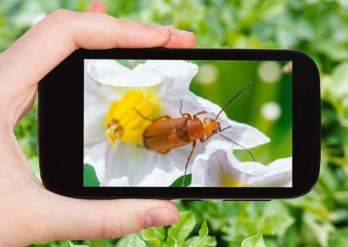 AI-Powered Pests Detection