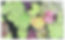 Lotus_email.jpg