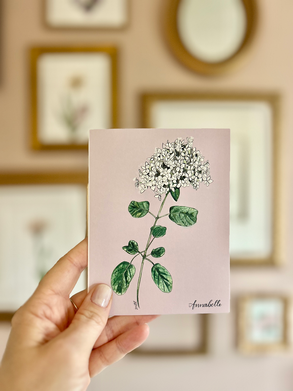 Thumbnail: Annabelle Hydrangea-Garden Series Prints, Cards, Bookmark, Sticker