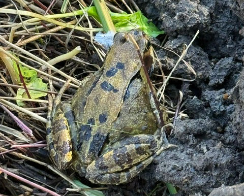 Boosting Padbury pondlife