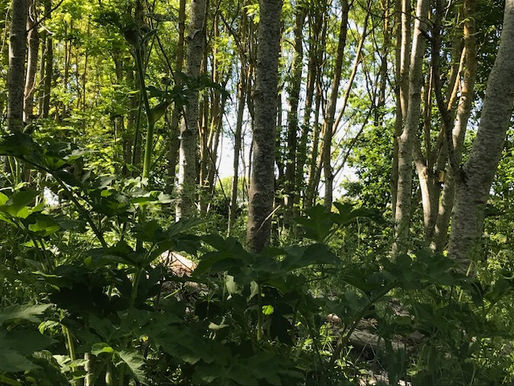 22-23 June: Working in the woods - can you help?