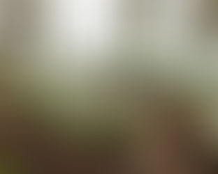 Woodland works this weekend - can you help?