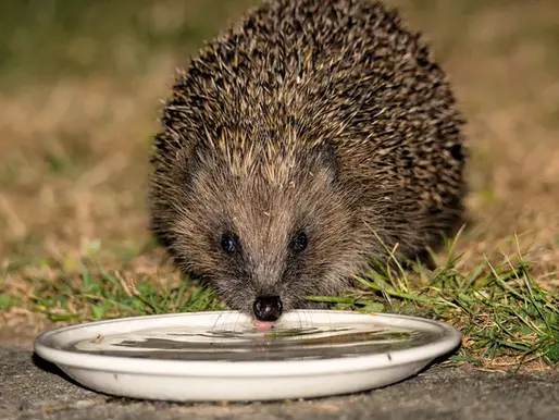 How to help wildlife in a summer heatwave