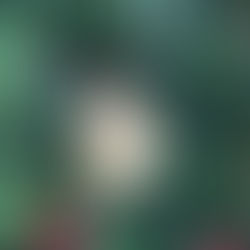 Sunday 7th December: Go Wild!