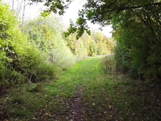 A bird's eye view of the Millennium Woods