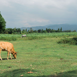 Worship Among The Cows And Roosters