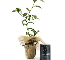 Tea-Bush-and-Black-Single-Estate-11g-Caddy-Gift-Set-2.jpg