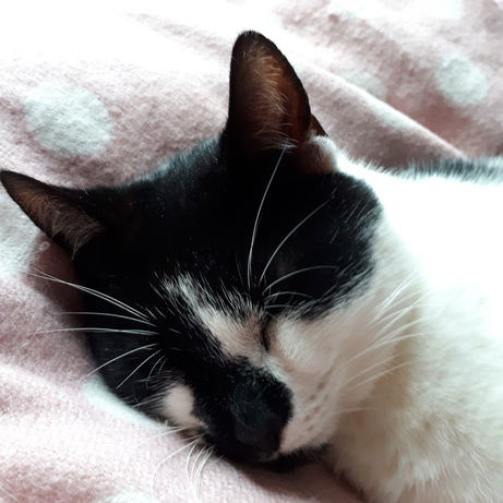 Oldies Are the Best - 5 Reasons to Adopt an Older Cat