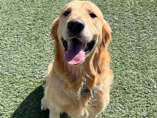 Paws & Wine: An In-Depth Interview with Margaret River's Most Discerning Canine Critics